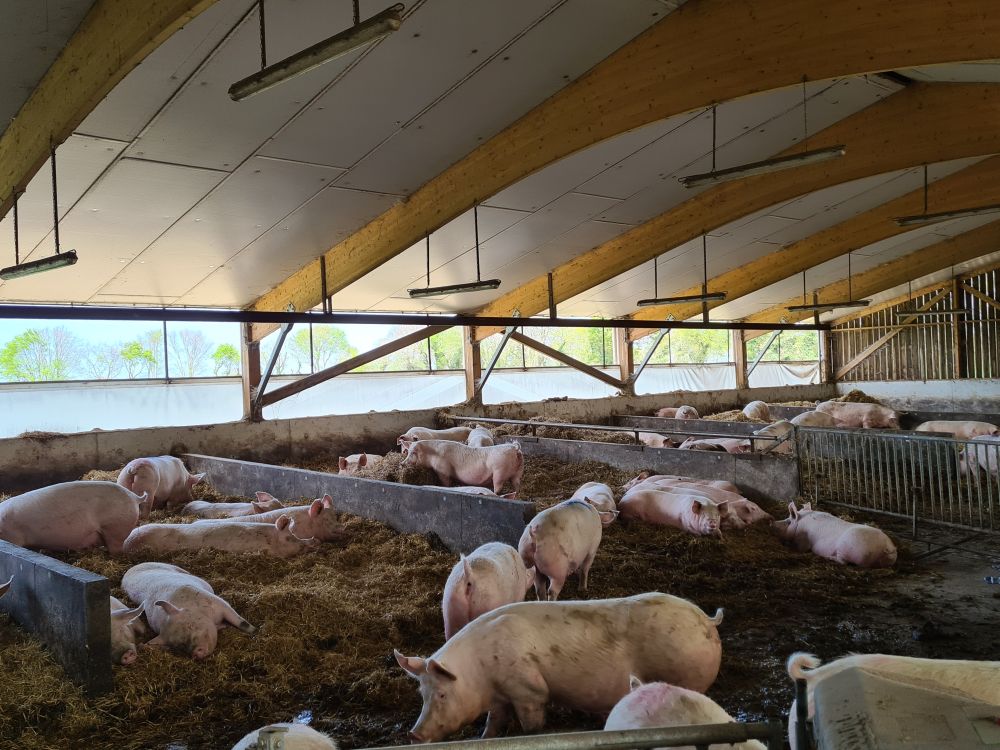 Le conseil en élevage de porcs : une expérience de terrain Le conseil en élevage de porcs : une expérience de terrain