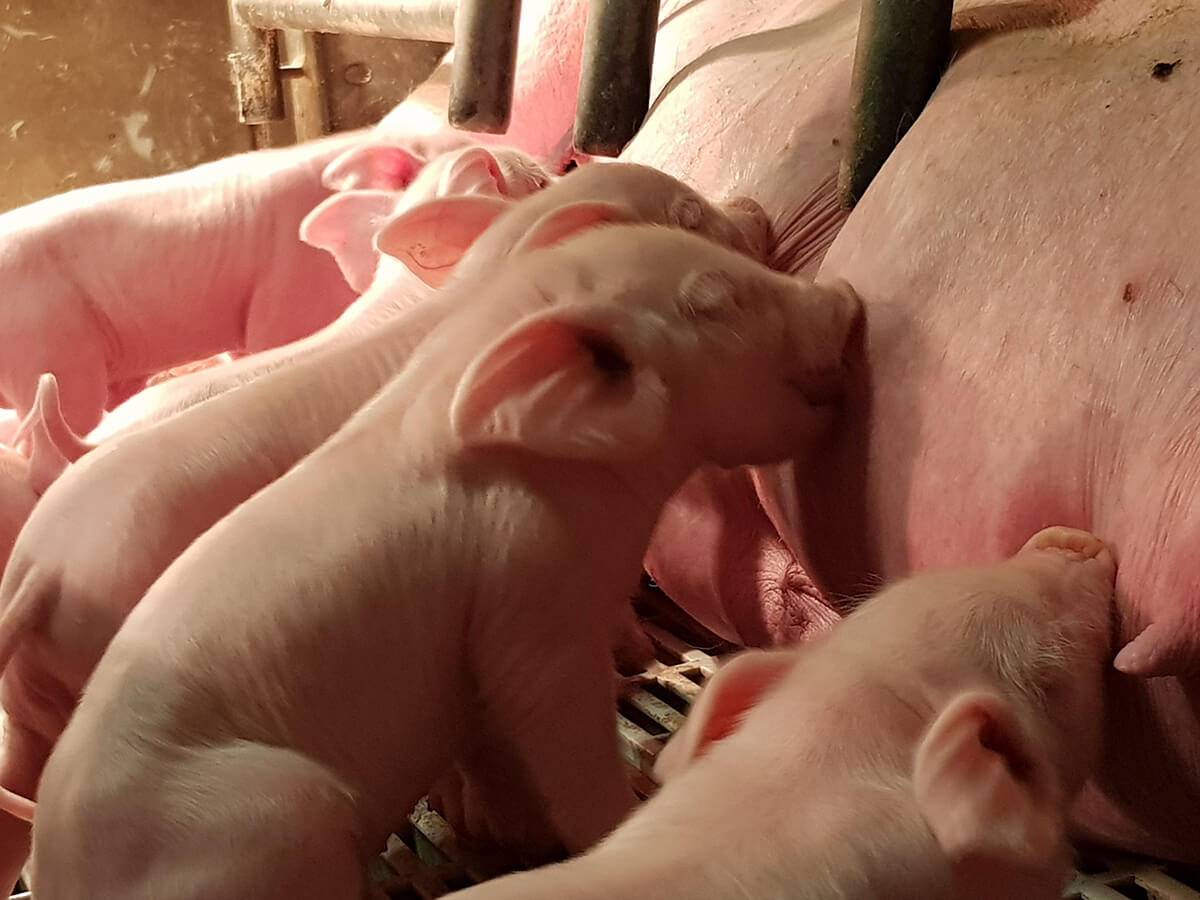 petits cochons